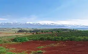 Hacienda de Letreiro - cafeizal