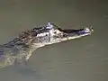 Caiman crocodilus