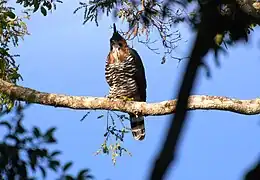 Águila elegante (Spizaetus ornatus)