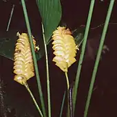 Inflorescencias con flores en arreglos de pares espejados.