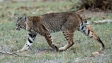 Lince rojo (Lynx rufus)