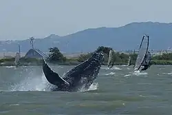 La ballena Dawn en el río Sacramento