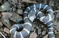 Lampropeltis californiae