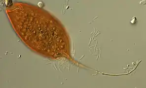 Calkinsia aureus (Postgaardea)