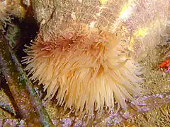 Calliactis parasitica en Águilas, España.