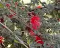 Calliandra californica.