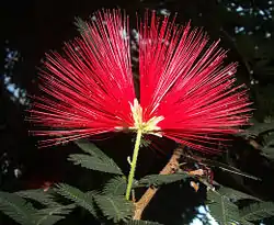 Calliandra tweedi