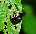 Calligrapha sp.