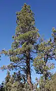 Cedro incienso en California