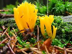 Hongo Calocera