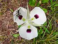 Calochortus eurycarpus