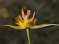 Calochortus obispoensis