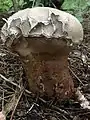 Calvatia cyathiformis en Virginia, Estados Unidos