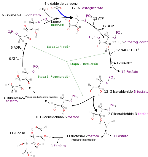 Imagen del ciclo de Calvin.