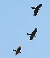 Tres cacatúas de cola amarilla volando.