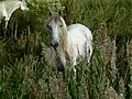 Un caballo camargue en Saintes-Maries-de-la-Mer