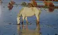 Un caballo camargue en las marismas de Camarga