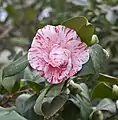 Ejemplar de varios colores.
