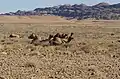 Montaña Rostock, región de Naukluft, Namibia