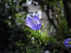 C. baumgartenii