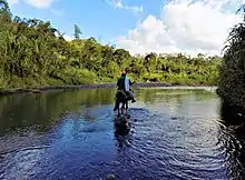 El uso de equinos como transporte sigue siendo una práctica habitual en el campo Colombiano dadas las características geológicas del mismo