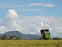 Campos con cultivos de arroz en Campoalegre.