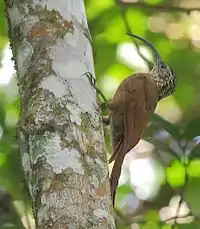 Picoguadaña piquinegro o picapalo oscuro en Parque nacional de Itatiaia - RJ - Brasil