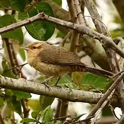 Campylorhynchus turdinus-Thrush-like Wren