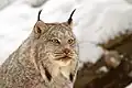 Lince del Canadá