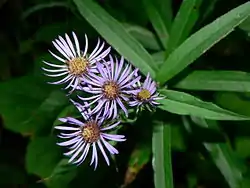 Canadanthus modestus