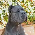 Cane corso gris claro