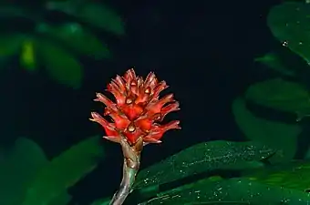 Cheilocostus speciosus