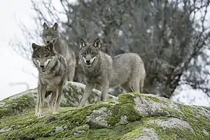 Manada de lobos.