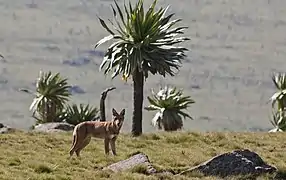 El lobo abisinio.