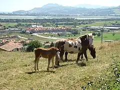 Paisaje y caballos de Cicero.