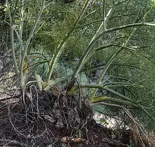 Cañaferla