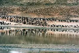 VVista de una zona de reproducción del pingüino Adelia en cabo Adare (ZSPA).