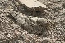 Chotacabras egipcio anida en arena abierta con solo su plumaje camuflado para protegerlo.