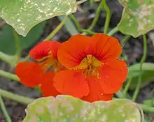 Flor capuchina