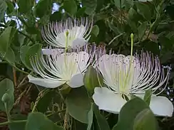 Ginóforo en Capparaceae, a su alrededor numerosos estambres de filamentos largos.