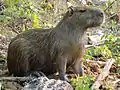 Capibara