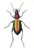 Carabus rutilans