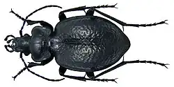 Carabus favieri fezzanus