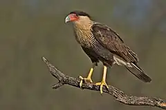 El caracara plancus es un ave rapaz carroñera, que muchas veces ataca a animales en peligro.