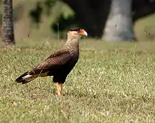 Caracara plancus