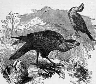 Caracara_plancus_by_Brehms_Tierleben,_Carancho_(Polyborus_brasiliensis)
