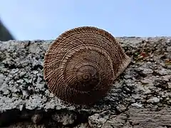 Caracol chapa en el monte Santa Catalina