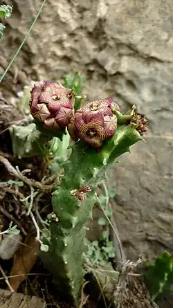 Chumberillo de lobo (Caralluma europaea).