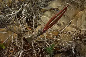 Chumberillo de lobo (Caralluma munbyaba).