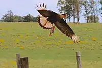 El Carancho es su depredador natural.